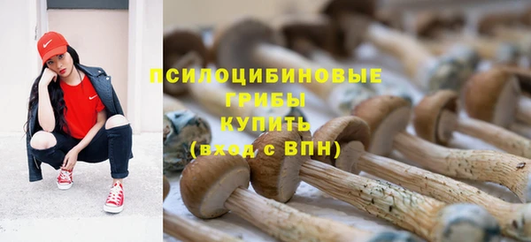 прущие грибы Михайлов