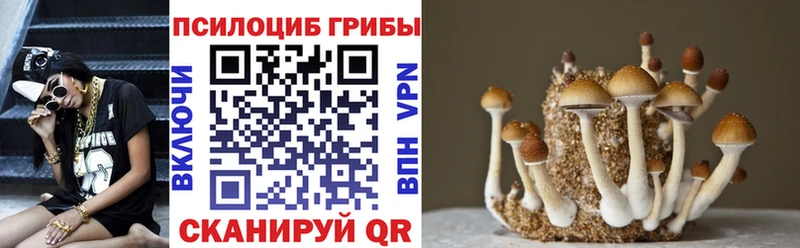 Купить где  Кирс  Галлюциногенные грибы мицелий 